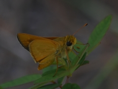 Hesperia meskei straton