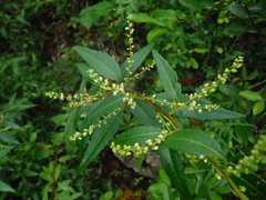 Allophylus crassinervis