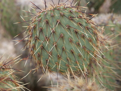 Opuntia strigil