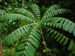 Comocladia