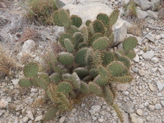 Opuntia strigil