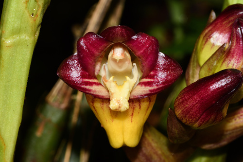 Acanthephippium pictum iNat (1)