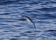 Cheilopogon