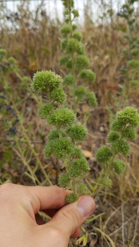 blueweed gall mite, 37073 Göttingen, Deutschland, photo 10 of 10