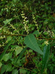 Allophylus crassinervis