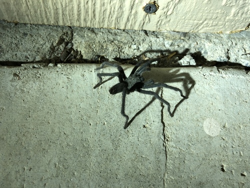 iNaturalist observation photo of Cahuilla Ebony Tarantula