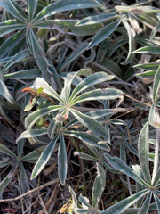 Lupinus kuschei