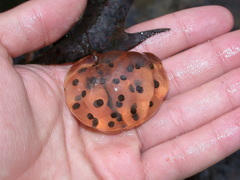 Ambystoma maculatum