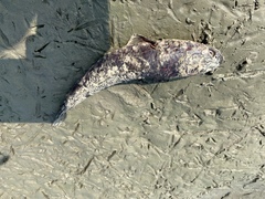 Channa striata