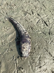 Channa striata