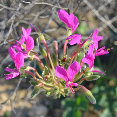 Pelargonium incrassatum