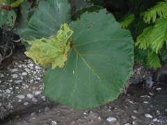 Coccoloba pubescens