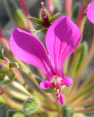 Pelargonium incrassatum