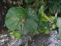 Coccoloba pubescens