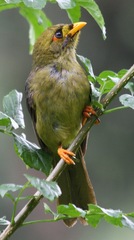 Bell Miner photo 2