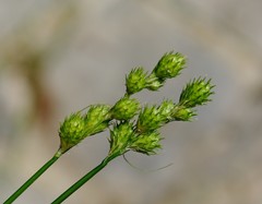 Carex albolutescens