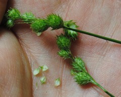Carex albolutescens