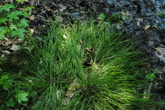 Carex albolutescens