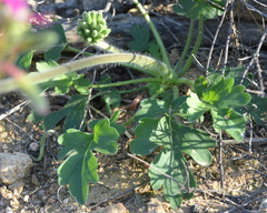 Pelargonium incrassatum