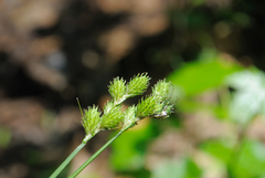 Carex albolutescens