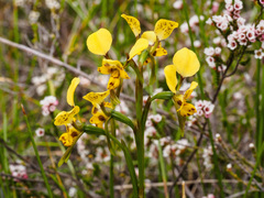 Diuris leopardina