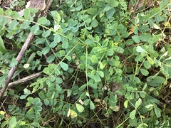 Baptisia tinctoria