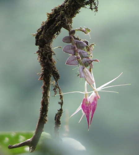 Epidendrum escobarianum