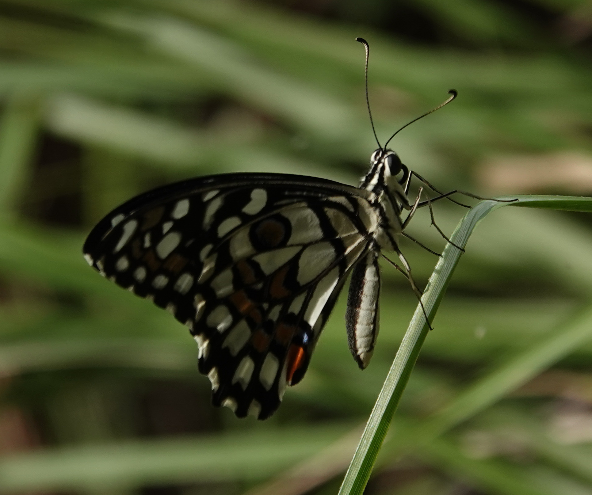 Lime Swallowtail