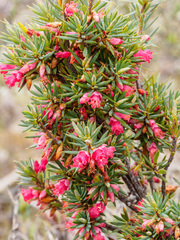 Brachyloma ericoides