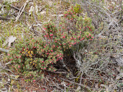 Brachyloma ericoides