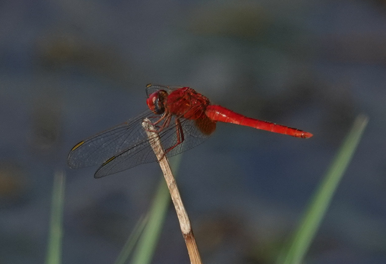 Scarlet Skimmer