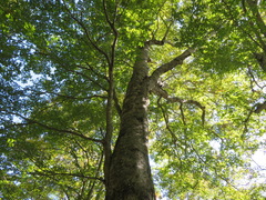 Fagus crenata