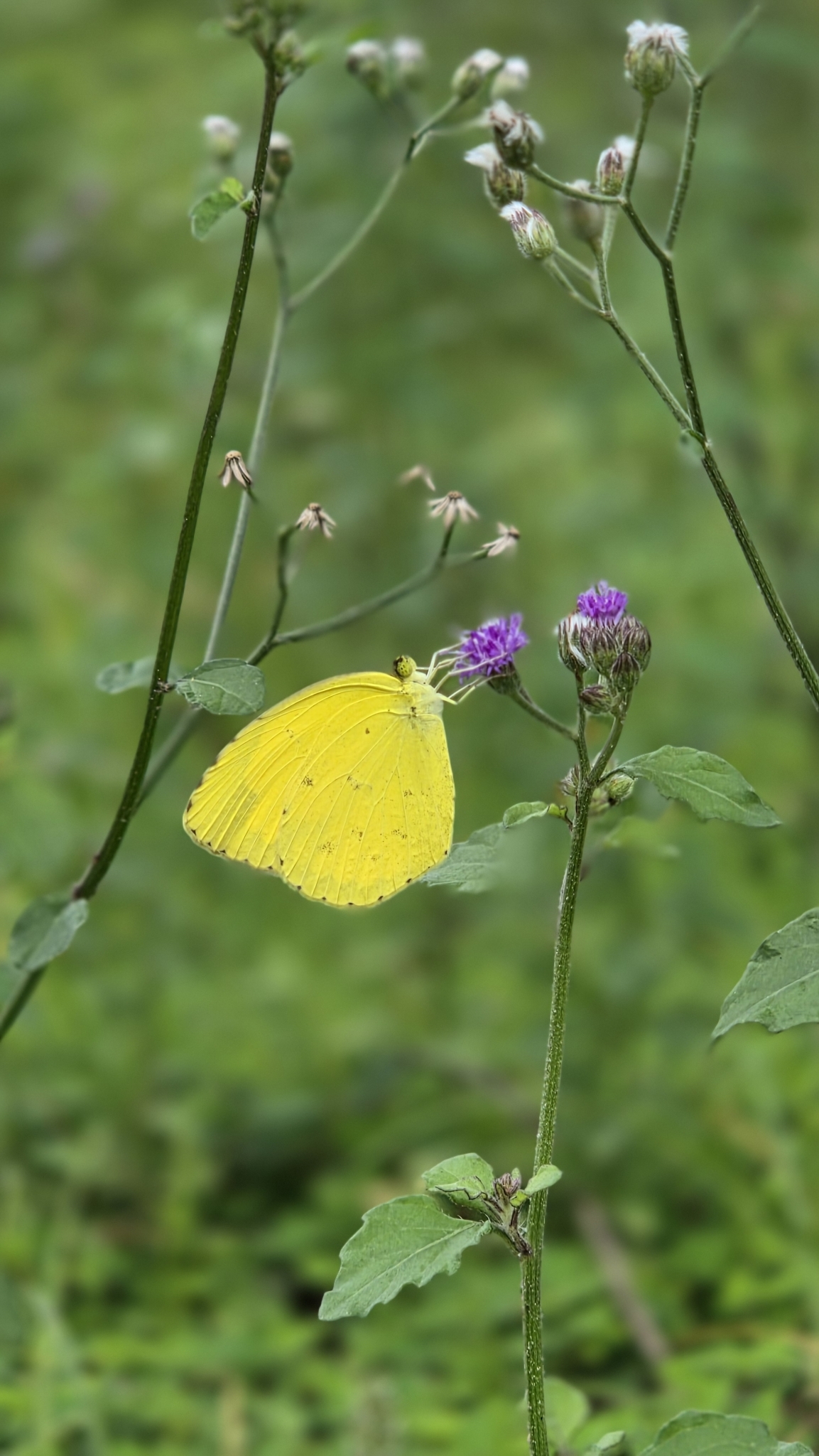 Common Grass Yellow