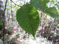 Fagus crenata