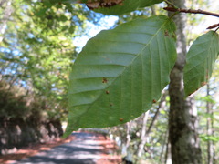 Fagus crenata