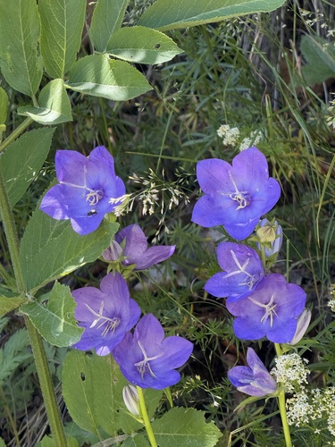 Campanula grandis