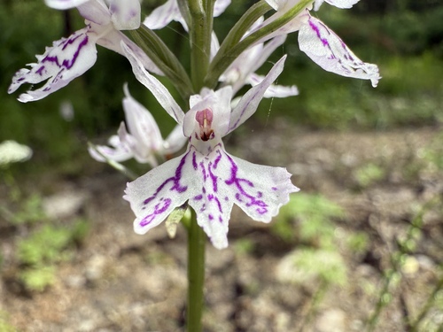 Heath spotted orchid (Dactylorhiza maculata)