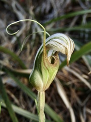 Pterostylis ophioglossa, photograph (c) Samuel Frankel, some rights reserved (CC BY)