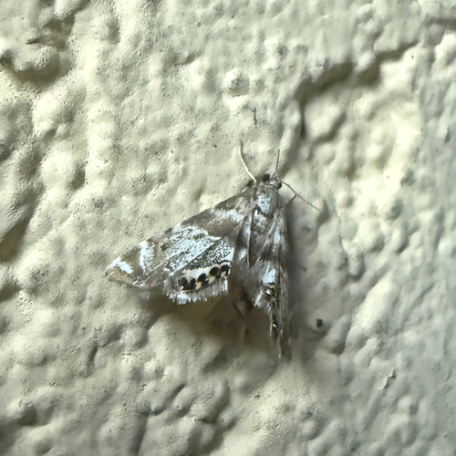 Feather-Edged Petrophila