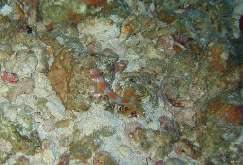 Pinkbar Goby — seen at this dive site