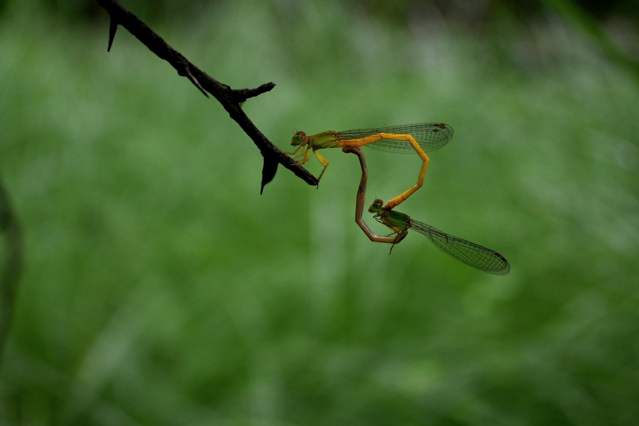 Coromandel Marsh Dart