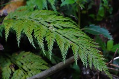 Asplenium appendiculatum appendiculatum