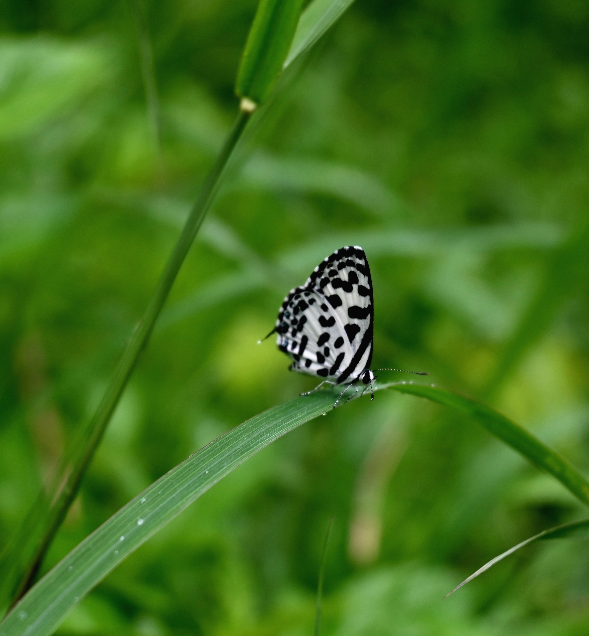 Common Pierrot