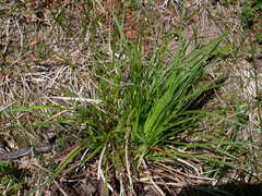 Carex umbellata