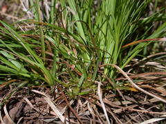 Carex umbellata