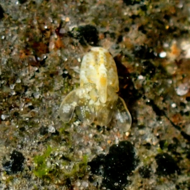 Zuzara digitata
