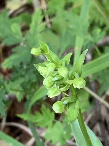 Platanthera takedae iNat (1)