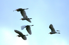 Bubulcus ibis coromandus