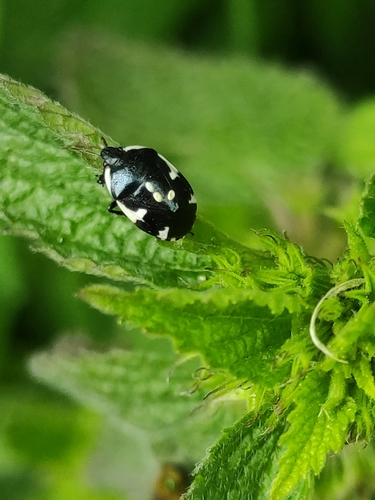 Rambur's pied shieldbug, Бердичів, Житомирська область, Україна, 13300, photo 10 of 10