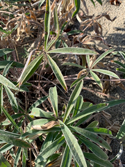 Lupinus kuschei